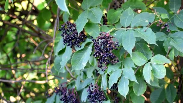 Coapte negru Elderberries atârnă pe tufișuri . — Videoclip de stoc