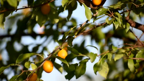Żółte jagody dojrzały na drzewie. Kwaśny — Wideo stockowe