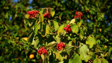 Yeşil yapraklı kırmızı viburnum..