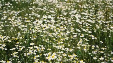 Birçok beyaz çiçek açar. Papatya çayı. Güzel doğa..