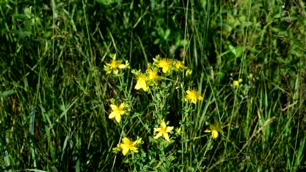 Le millepertuis est une plante médicinale. Très belle couleur jaune. — Video