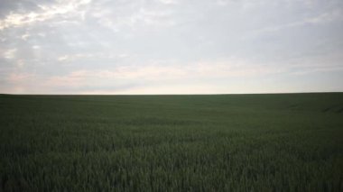 Yazın olgunlaşan yeşil buğday başakları. Rüzgar buğday başaklarını sallıyor..