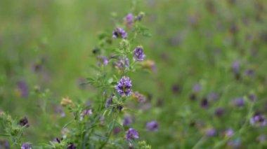 Alfalfa tarlada çiçek açtı..