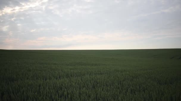 As orelhas verdes de trigo amadurecem no verão. o vento agita as espigas de trigo. — Vídeo de Stock