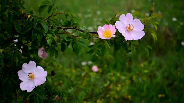 Blomstrer forsiktig grønn rosebusk. Medisinsk plante – stockvideo