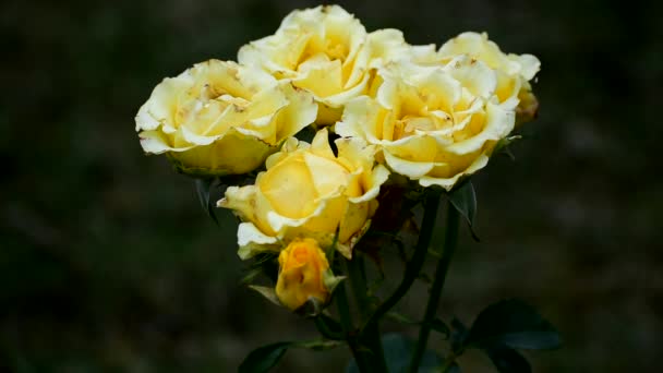 Gelbe Rosen, die bereits verblassen, sind mit schwarzen Flecken übersät — Stockvideo