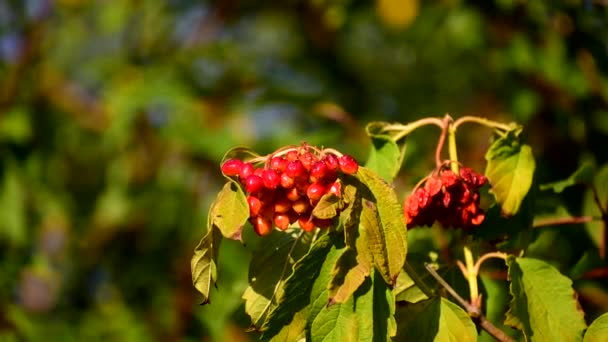 Viburnum vörös bogyói zöld levelek hátterében. — Stock videók