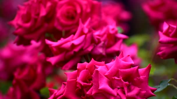 Κόκκινα τριαντάφυλλα κοντά. πολύ όμορφα καλοκαιρινά λουλούδια. — Αρχείο Βίντεο