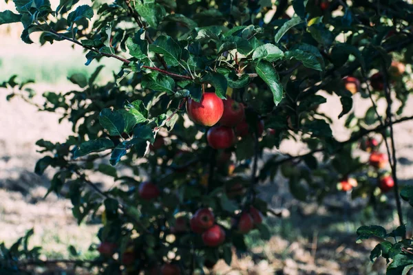 Rote Äpfel Einem Baum Auf Einem Baum Unter Grünen Blättern — Stockfoto