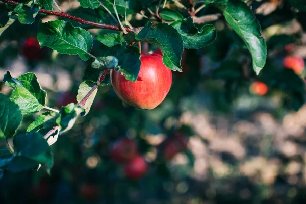 Rote Äpfel Einem Baum Auf Einem Baum Unter Grünen Blättern — Stockfoto