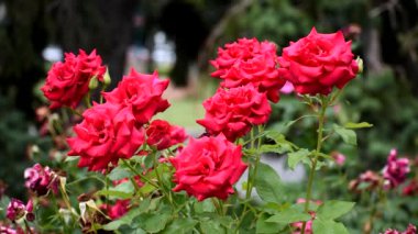 Kırmızı güller kapanıyor. Çok güzel yaz çiçekleri..