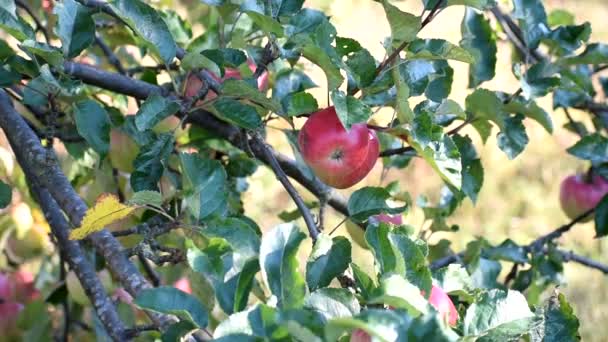 Pommes rouges sur un arbre. — Video