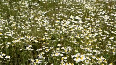 Birçok beyaz çiçek açar. Papatya çayı. Güzel doğa..