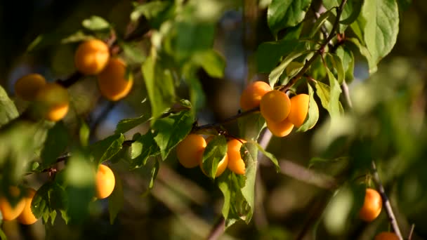 Gelbe Beeren reifen am Baum. Sauer — Stockvideo