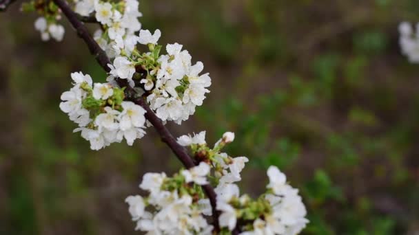 Flori de cireșe de primăvară albă. Ora de primăvară. slow motion Full HD . — Videoclip de stoc