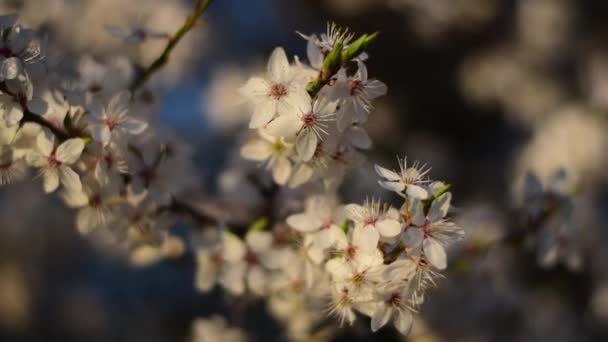 Muchas flores pequeñas blancas florecen en una rama. Período mágico de primavera. — Vídeos de Stock