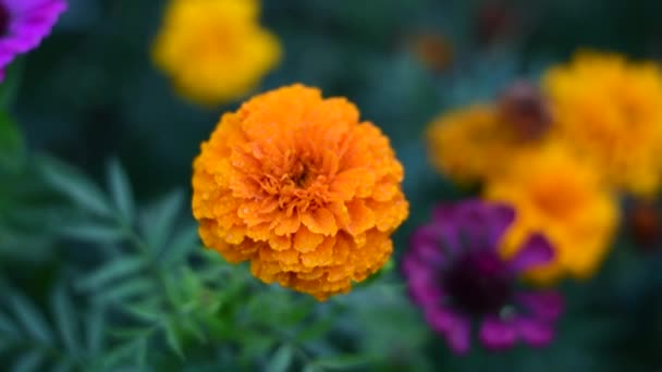 Marigold virágok. A fényes őszi virágokat harmat borítja.. — Stock videók