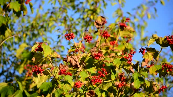 Rode bessen van viburnum op een achtergrond van groene bladeren. — Stockvideo