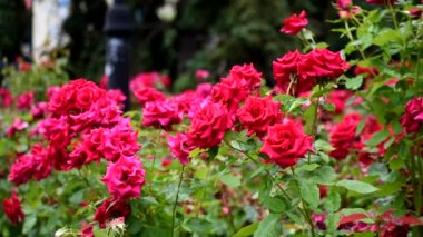 Kırmızı güller kapanıyor. Çok güzel yaz çiçekleri..