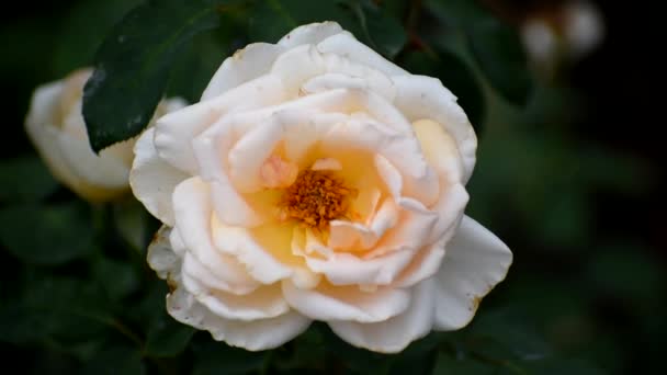 Rosa amarilla blanca muy hermosa de cerca. — Vídeos de Stock