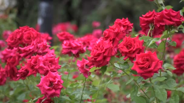 Красные розы закрываются. очень красивые летние цветы. — стоковое видео