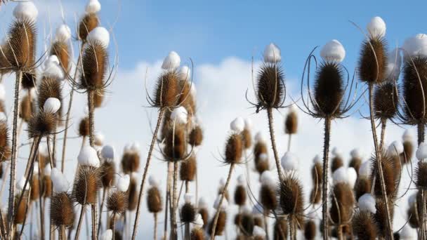 Distel Tegen Blauwe Bewolkte Lucht Met Sneeuw Elk Hoofd Buurt — Stockvideo