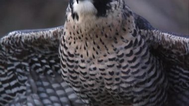 Peregrine falcon atış kadar devirme.