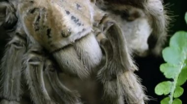 Arizona sarışın bazı ağaç kabuğu üzerinde sürünerek Tarantula makro.