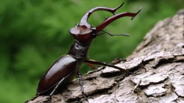 Sıkı atış için bir fil Stag Beetle bazı ağaç kabuğu üzerinde.
