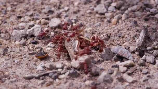 Twee Dozijn Brand Mieren Zwermen Van Een Sprinkhaan — Stockvideo