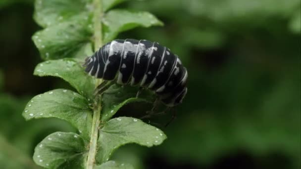 Bug Pilule Tacheté Noir Blanc Rampant Fond Une Feuille — Video