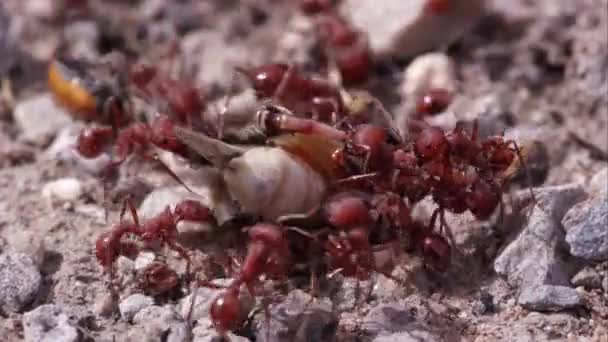 Formigas Fogo Swarming Gafanhoto — Vídeo de Stock