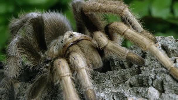 Detailní Záběr Záběr Arizona Blond Tarantule Procházení Některých Kůra — Stock video