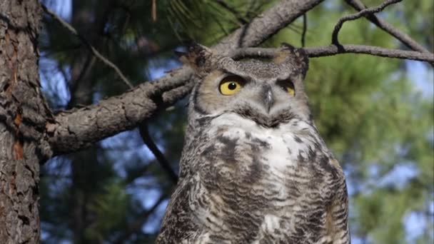 Büyük Boynuzlu Baykuş Ağaçta Etrafa Yakın Çekim — Stok video