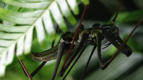 Primer Plano Araña Bates Giant Whip Colgando Una Hoja — Vídeos de Stock