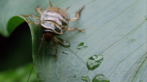 Orin Cockroach Leaf — Stock Video