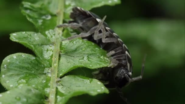 Siyah Beyaz Hap Hata Bir Yaprak Kenarında Görüldü — Stok video