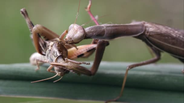 一只正在祈祷的螳螂咬蝗虫脖子的紧镜头 — 图库视频影像