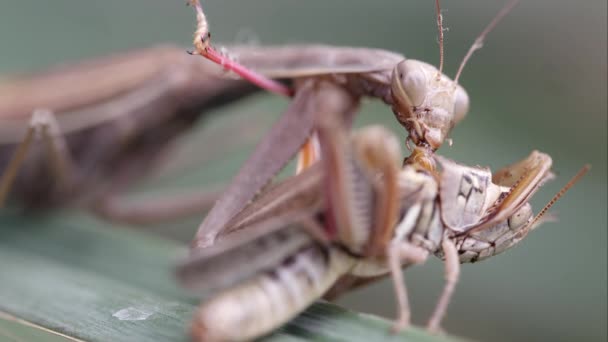 Tight Shot Praying Mantis Devouring Grasshopper — Stock Video