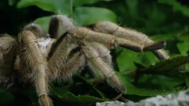Arizona sarışın biraz yaprak üzerinde sürünerek Tarantula, yakın çekim.