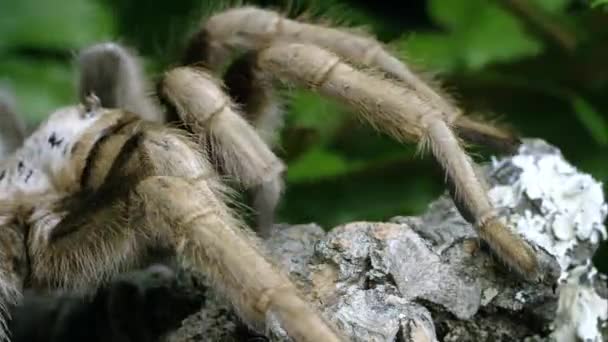 Extreme Close Arizona Blond Tarantula Crawling Some Tree Bark — Stock Video