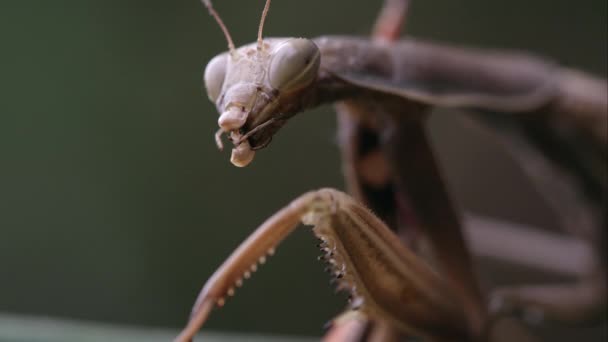 Mantis Orante Con Partes Saltamontes Sus Mandíbulas — Vídeos de Stock