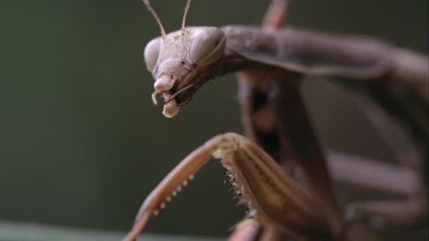 Mantide Religiosa Con Parti Una Cavalletta Nelle Sue Mandibole — Video Stock