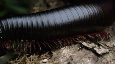 Dev bir Afrikalı siyah kırkayak tarafından bazı kabuk üzerinde sürünerek makro çekim.