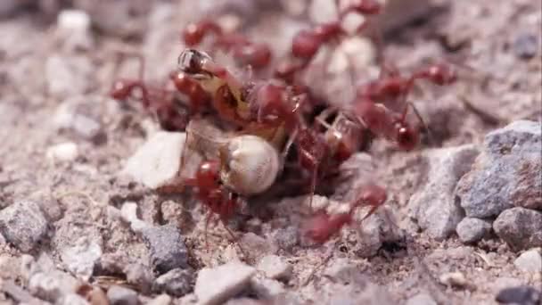 Σμήνος Από Μυρμήγκια Πυρκαγιάς Επιτίθεται Μια Ακρίδα — Αρχείο Βίντεο