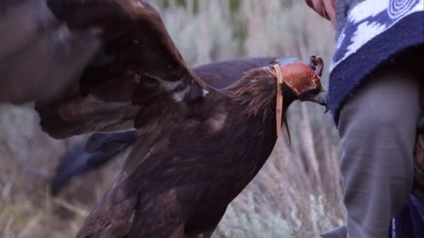 Águila Dorada Con Capucha Cegadora — Vídeos de Stock