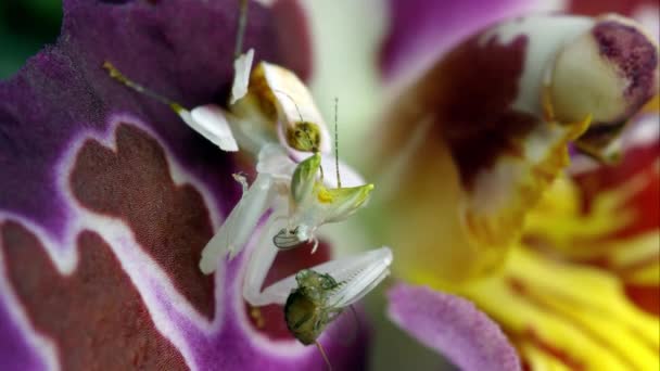 Macro Toma Orchard Mantis Comiendo Otro Insecto Una Colorida Flor — Vídeos de Stock