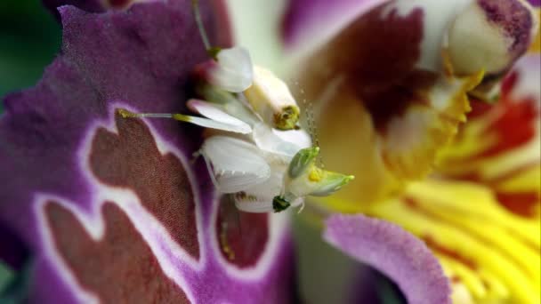 Macro Orchard Mantis Comiendo Insecto Verde Una Flor — Vídeo de stock