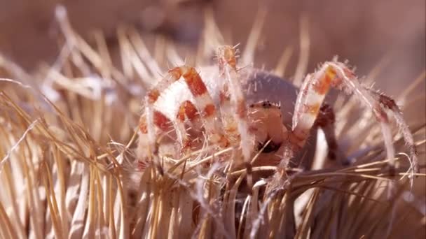 Close Van Een Spin Een Gedroogde Distel — Stockvideo