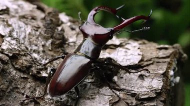 Sıkı atış için bir fil Stag Beetle bazı kabuk üzerinde.